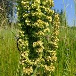 Rumex longifolius Листок