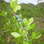 Forestiera pubescens ശീലം