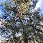 Pinus halepensis Natur