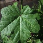 Malva sylvestris Blatt