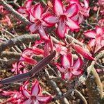 Adenium multiflorum Цвят