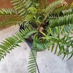 Encephalartos altensteinii Leaf