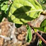 Sericocomopsis hildebrandtii Leaf