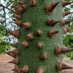 Ceiba speciosa Bark