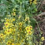 Verbascum chaixii عادت داشتن