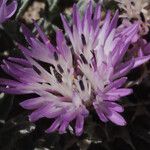 Centaurea pumilio Квітка