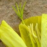 Oenothera howardii ᱵᱟᱦᱟ