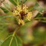 Neolitsea sericea Flower