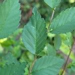 Ulmus pumila Blatt