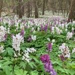 Corydalis cava Hábitos