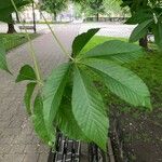 Aesculus flava Blatt