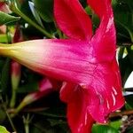 Mandevilla sanderi 花