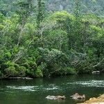 Araucaria bernieri Costuma