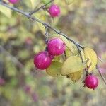 Symphoricarpos orbiculatus ফল