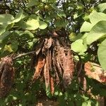 Cercis siliquastrum Fruit