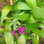Spathoglottis unguiculata Flower