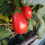 Solanum aethiopicum Fruit