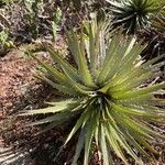 Dyckia encholirioides Fulla