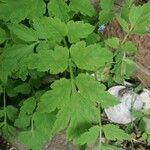 Papaver cambricum Blatt