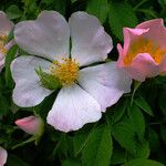 Rosa canina Flower