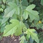 Morus rubra Leaf