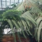 Araucaria nemorosa Hoja