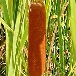 Typha capensis