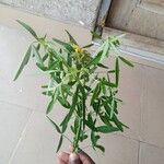 Crotalaria goreensis Leaf