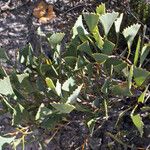 Hakea flabellifolia Hábito