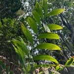 Chamaedorea oblongata 叶