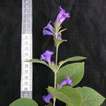 Strobilanthes tomentosa Hábito