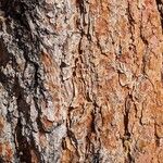 Pinus ponderosa Bark