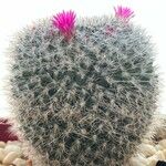 Mammillaria hahniana Frunză