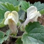 Asarina procumbens ফুল