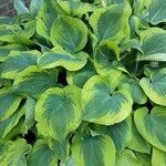 Hosta sieboldiana Foglia