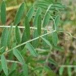 Vicia villosa 葉