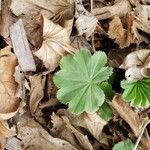 Alchemilla monticola Levél