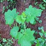 Solanum mammosum Levél