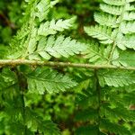 Dryopteris dilatata Лист