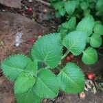 Plectranthus amboinicus Leaf