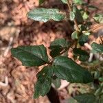 Crinodendron patagua List