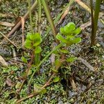 Lythrum portula Leaf