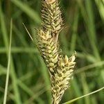 Carex buxbaumii Плід