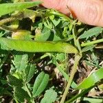 Vicia lathyroides Fruit