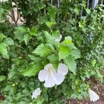 Hibiscus radiatus Blad