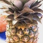 Ananas comosus Habit