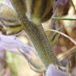 Phelipanche purpurea Ekosanga
