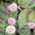 Persicaria capitataFlor