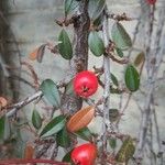 Cotoneaster integrifolius Vrucht