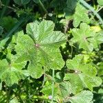 Malva nicaeensis Blad